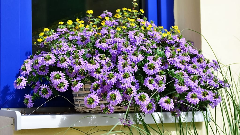 Blaue Fächerblume im Balkonkasten