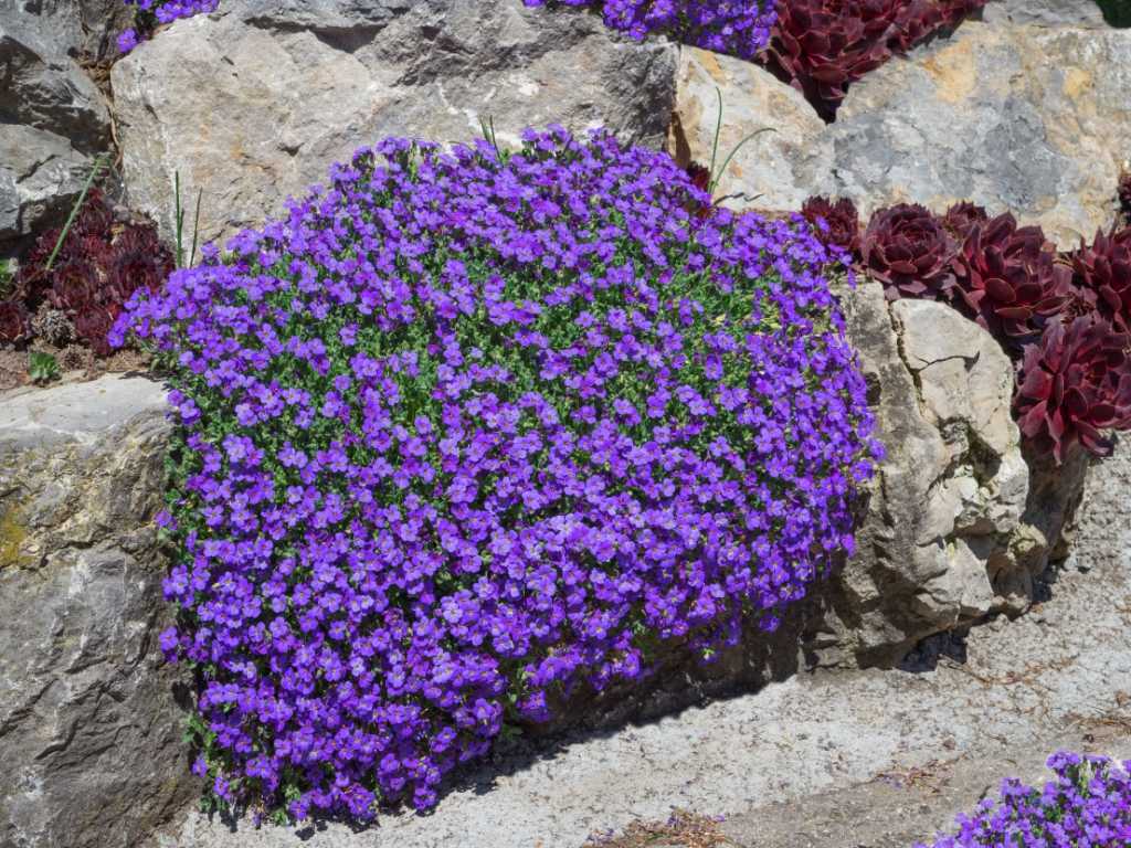 Violett blühendes Blaukissen zwischen Steinen