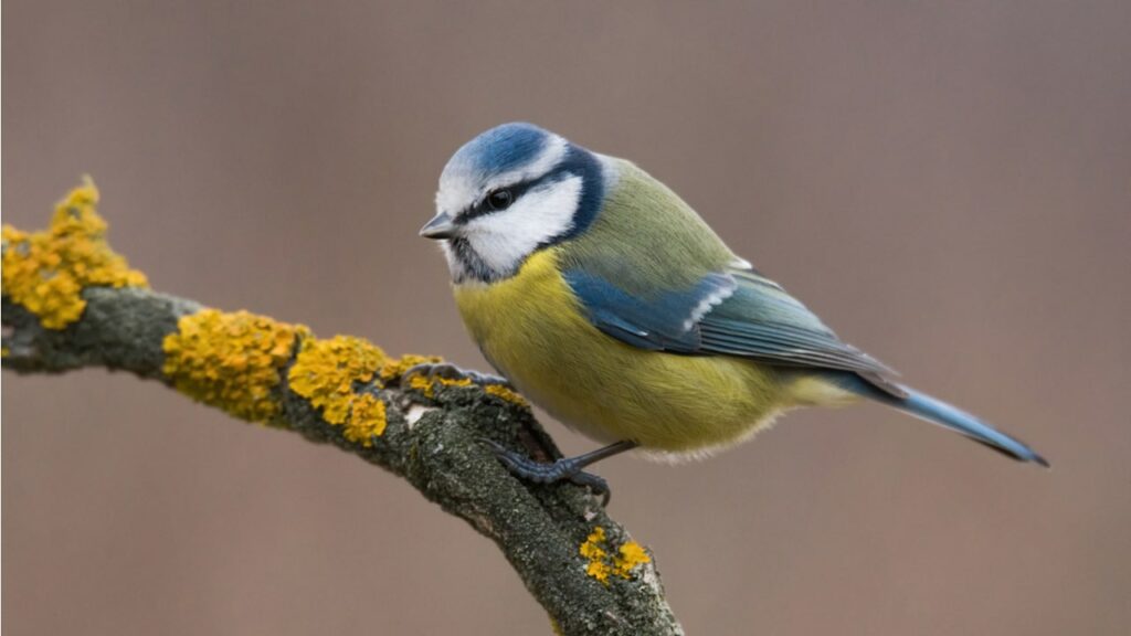 Blaumeise auf einem flechtenbewachsenen Ast