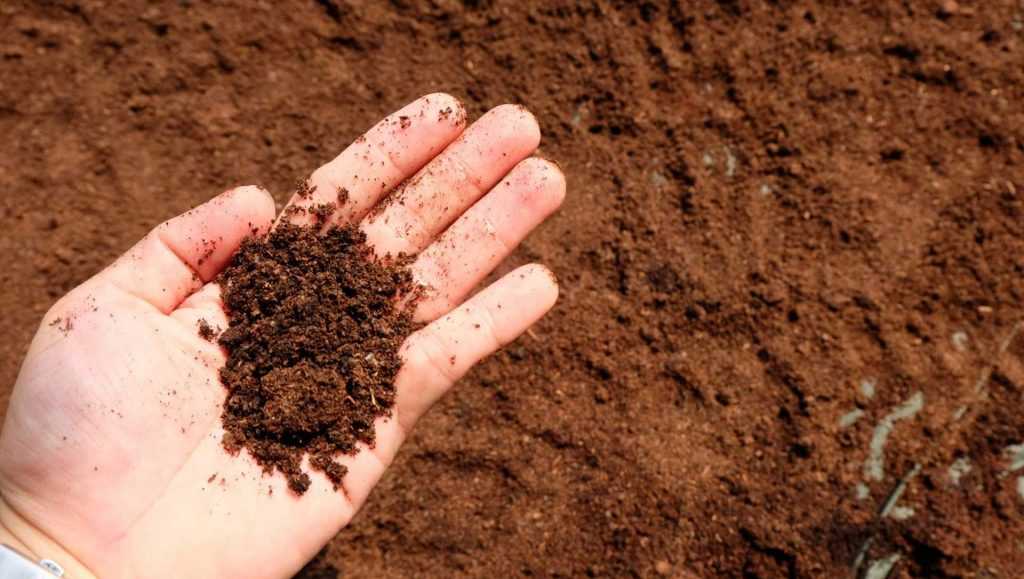 Hand hält Kaffeesatz über Gartenerde