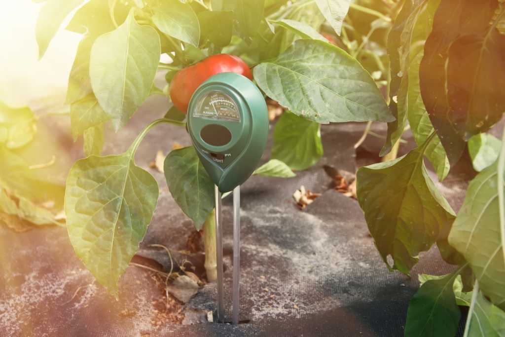 Bodentester an Tomatenpflanze