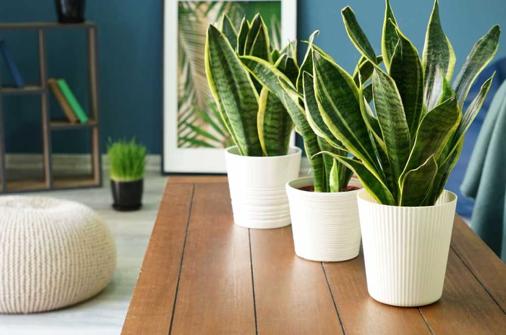 Bogenhanf (Sansevieria)