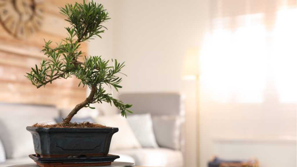 Bonsai im Topf.