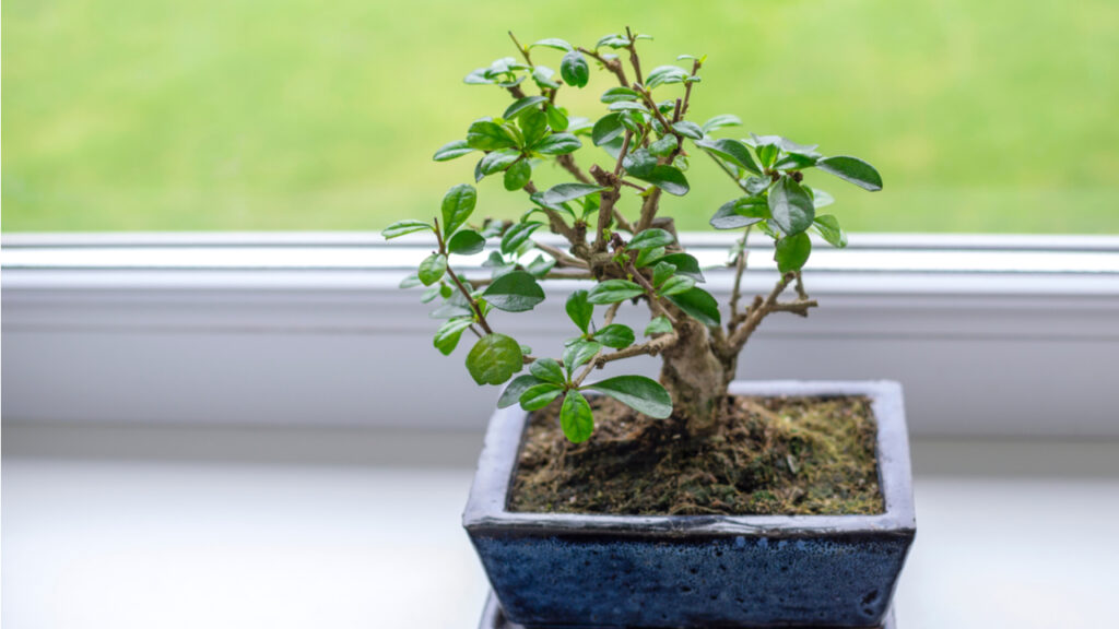 Fukientee-Bonsai in einer blauen Schale am Fenster