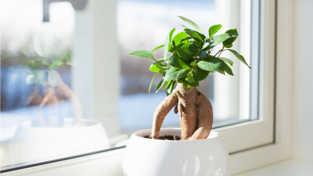 Ficus-microcarpa-Bonsai in einem weißen Topf am Fenster