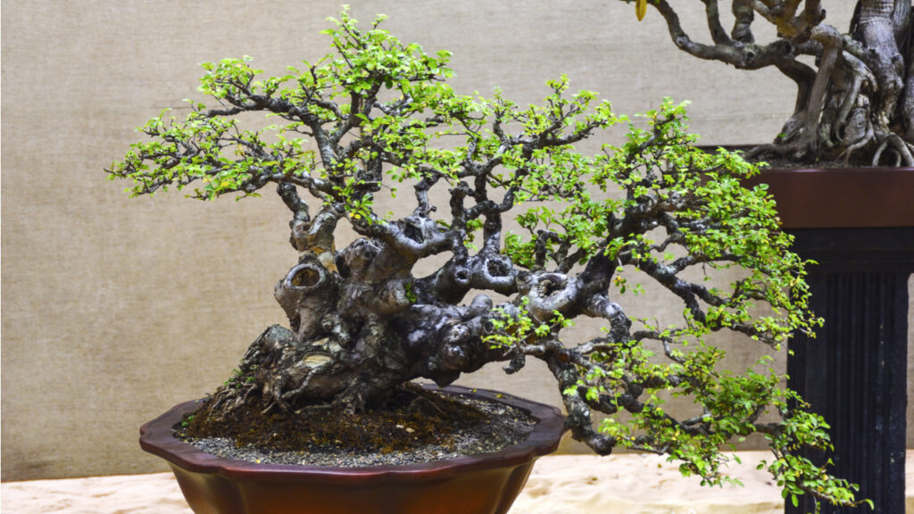 Alte Chinesische Ulme als Bonsai in einer roten Schale