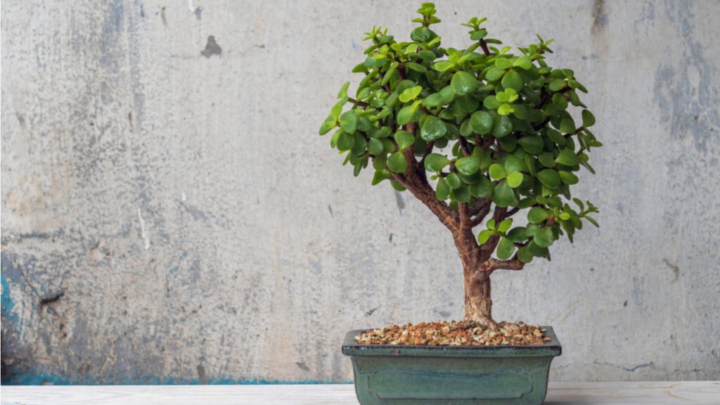Portulacaria-afra-Bonsai in einer grünen Schale