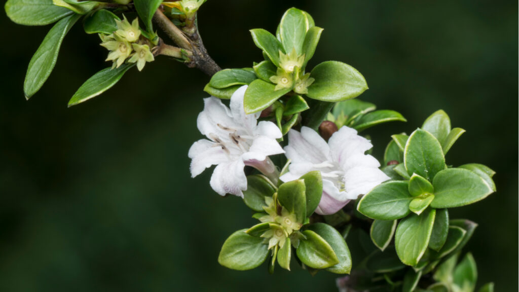 Weiße Blüten des Junischnees zwischen kleinen grünen Blättern
