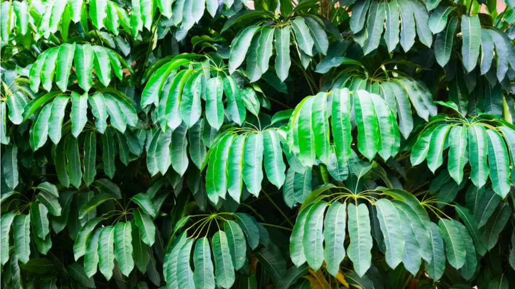Große glänzende Blätter einer Schefflera actinophylla