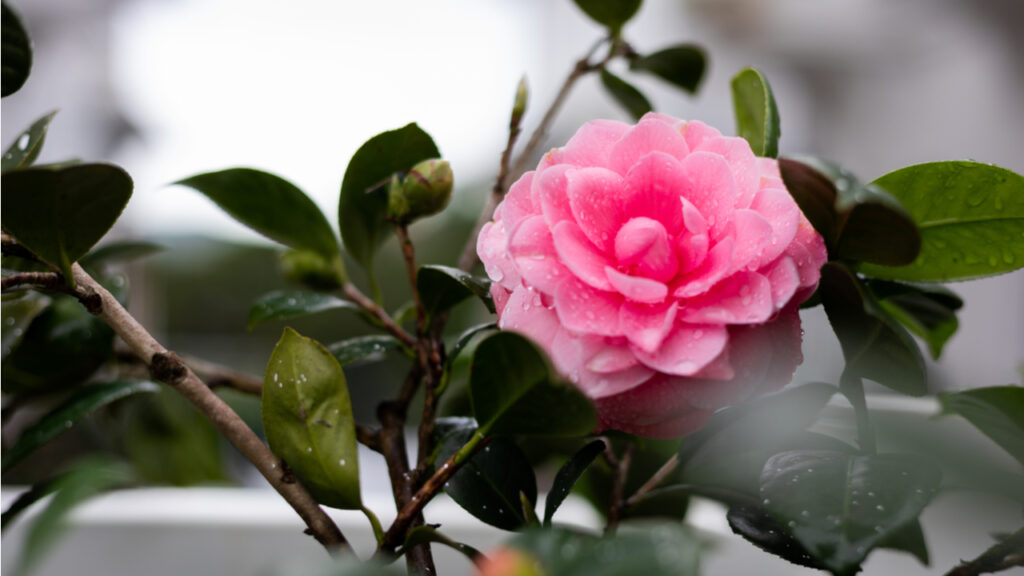 Rosafarbene Blüte einer Satsuki-Azalee