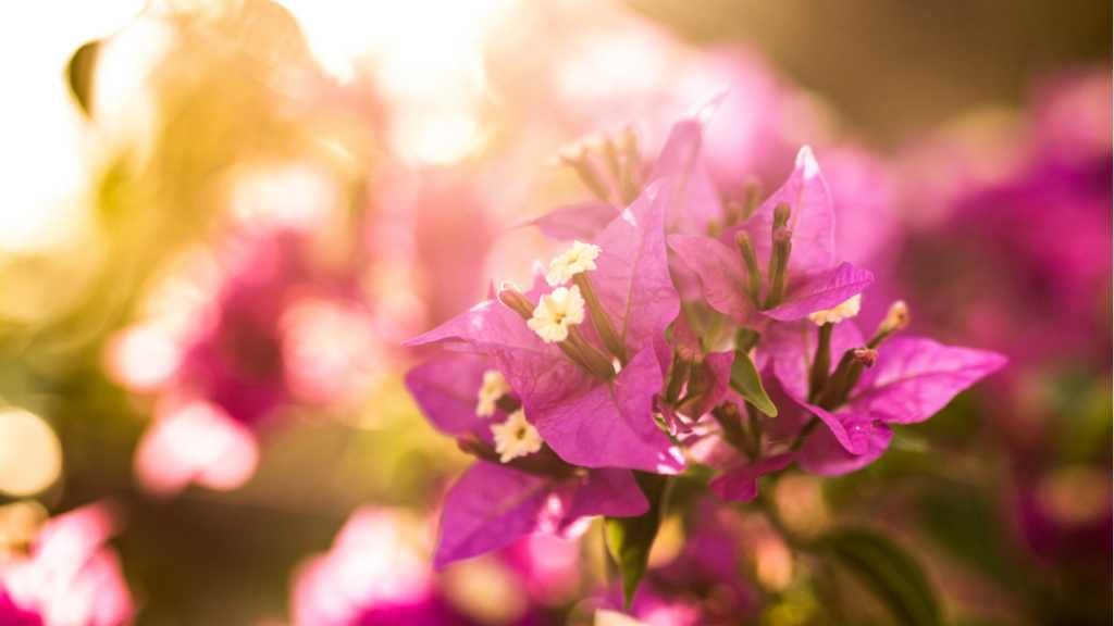 Bougainvillea-Sorten können sich ab März an wärmere Temperaturen gewöhnen.