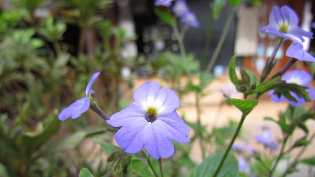 Hellblaue Blüten einer Browallie