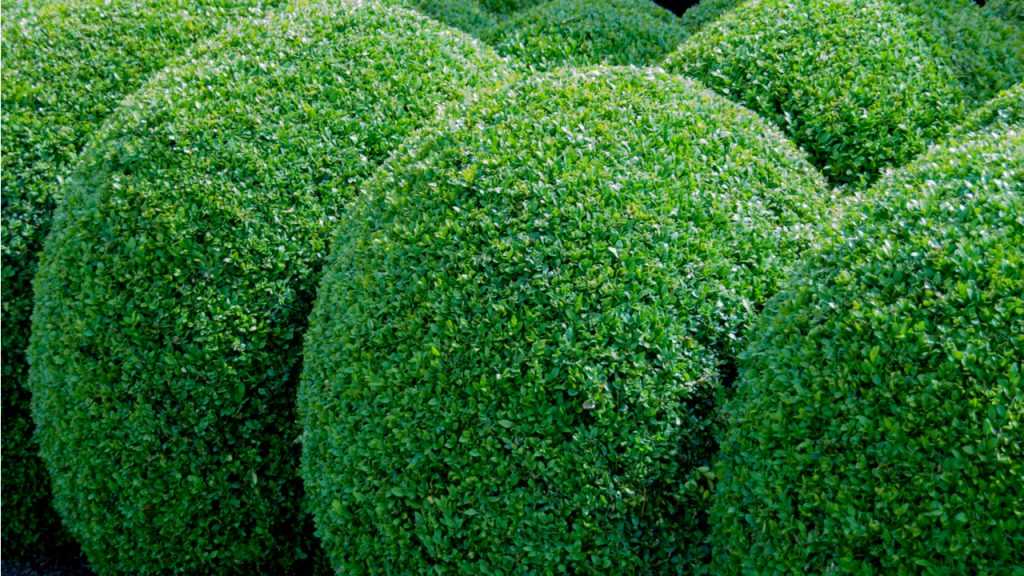 Buchsbaum (Buxus sempervirens)
