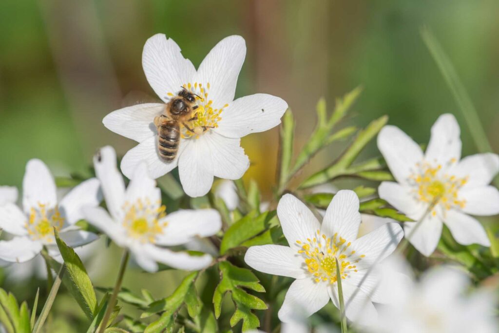 Honigbiene auf einer weißen Buschwindröschenblüte