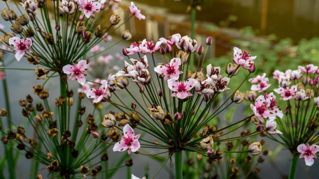 Schwanenblume (Butomus umbellatus)