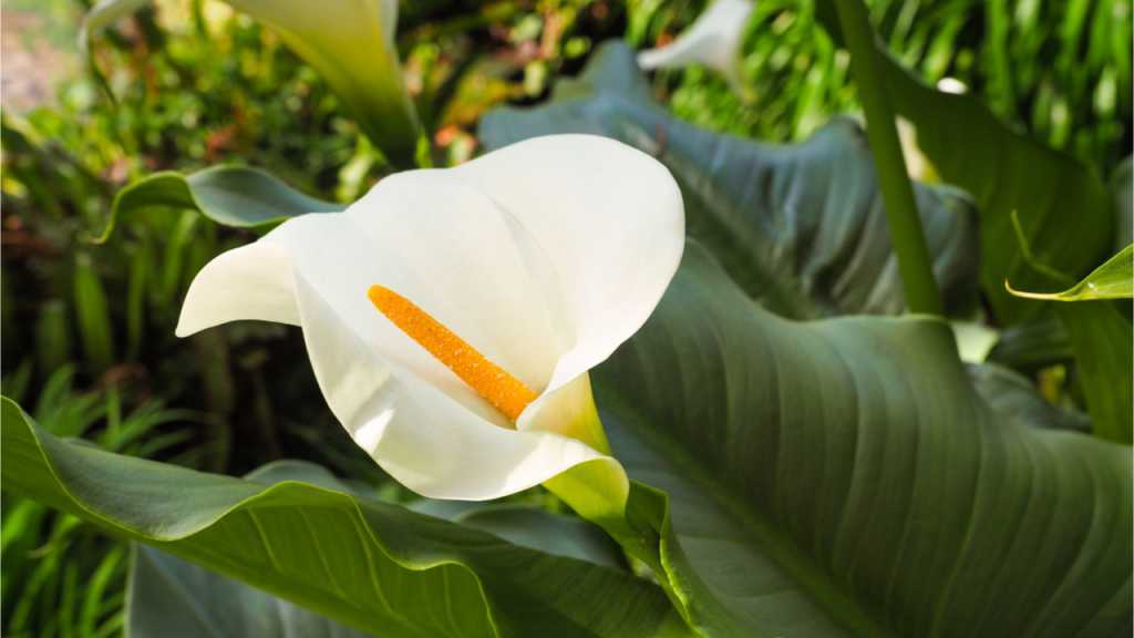 Die Zantedeschia ist eine Staudenart und gehört der Familie Aronstabgewächse an.