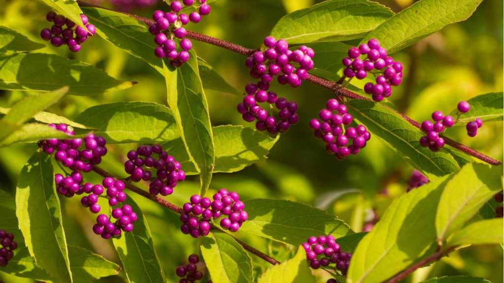 Nahaufnahme der Blätter und Beeren der Liebesperlenstrauch