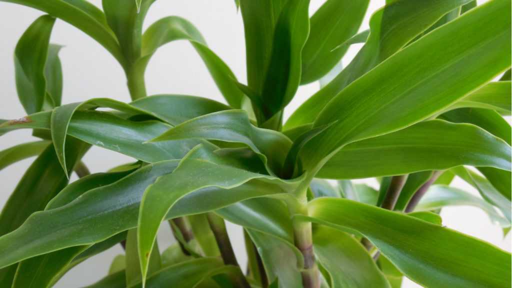 Callisia fragrans.