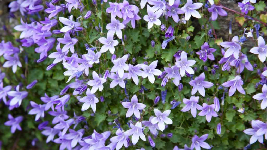 Hängepolster Glockenblume im Freien.
