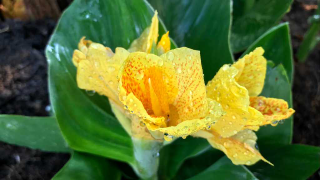 Bei der Canna Überwinterung dürfen die Temperaturen nicht unter minus 10 Grad Celsius fallen.