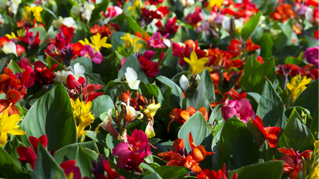Canna in verschiedenen Farben