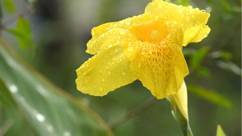 Canna im Gelb