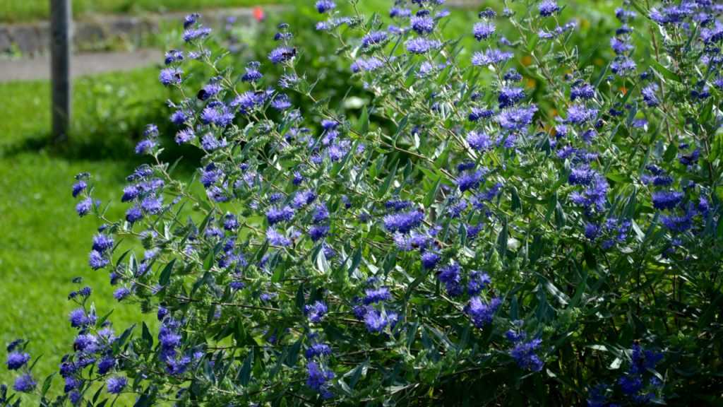 Bartblume im Freien.