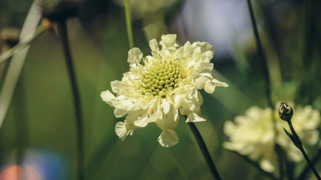 Riesenschuppenkopf (Cephalaria gigantea)
