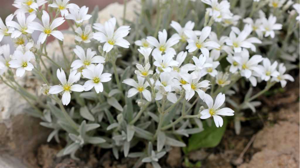 Filziges Hornkraut (Cerastium tomentosum)
