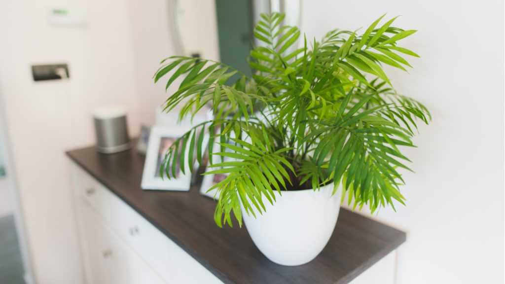 Bergpalme im Topf.