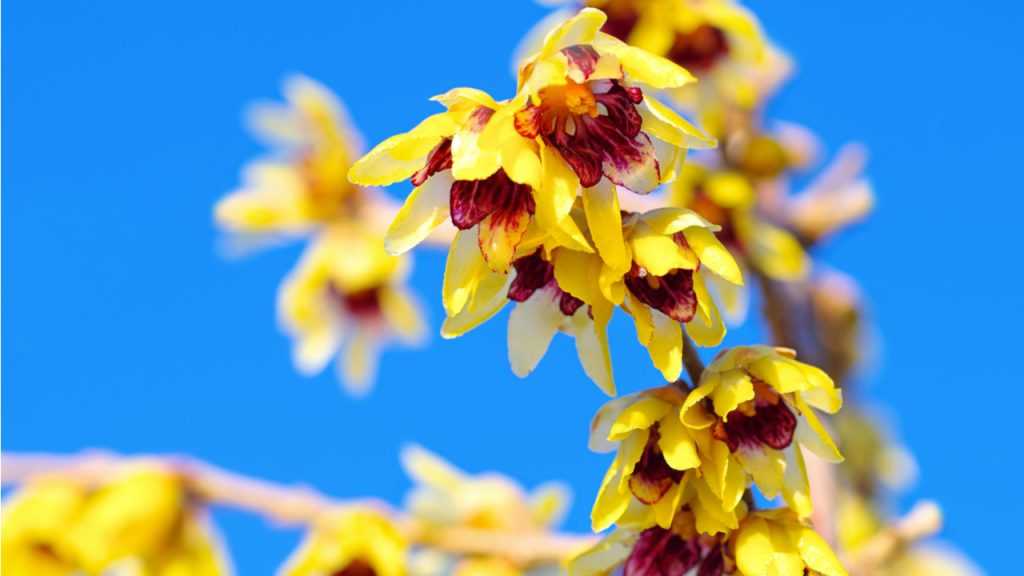 Blüte der Chinesische Winterblüte