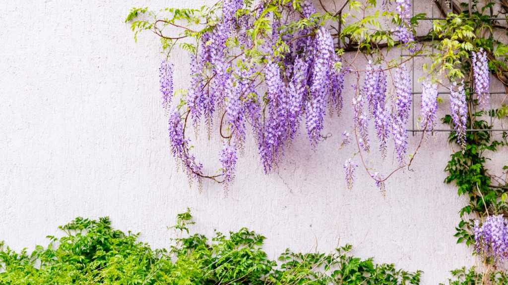 Chinesische Glyzinie vor weißer Wand
