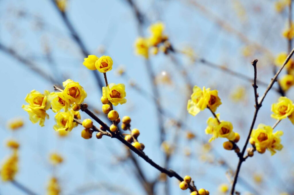 Chinesische Winterblüte