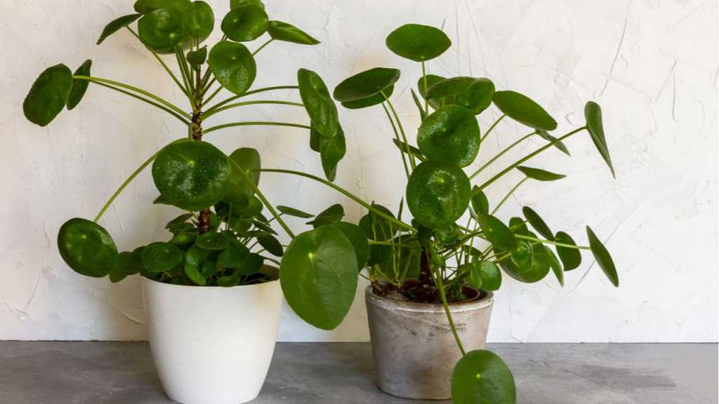 Ufopflanze (Pilea peperomioides)