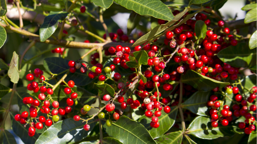 Reife Früchte eines Japanischen Pfefferbaums (Zanthoxylum piperitum)
