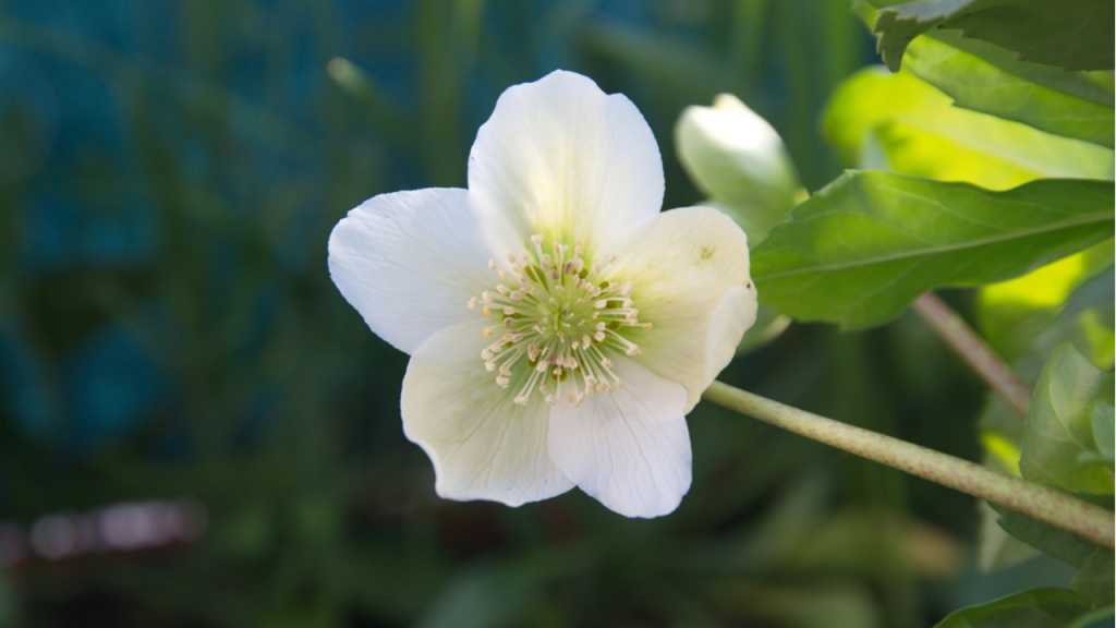 Christrose ist eine ungewöhnliche winterblühende Zierpflanze 