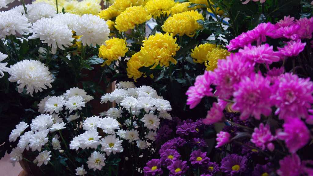 Gelbe, weiße und violette Chrysanthemenblüten