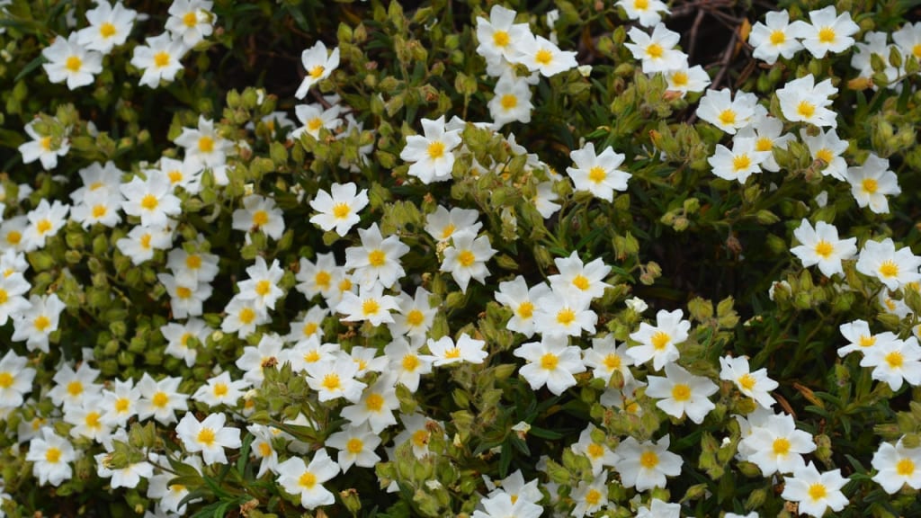 Cistus bzw. Zistrose für trockene sonnige Standorte