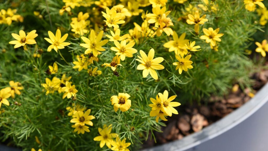 Netzblatt-Schönauge (Coreopsis verticillata)
