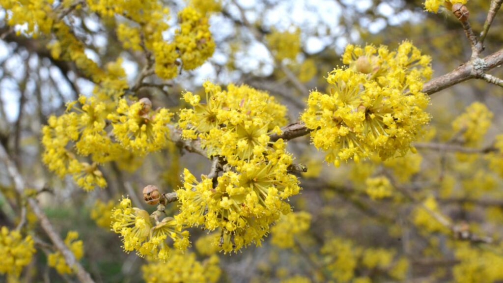 Kornelkirsche (Cornus mas)