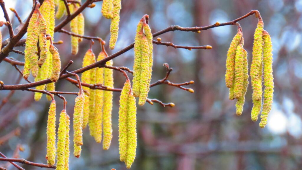 Haselnuss (Corylus avellana)