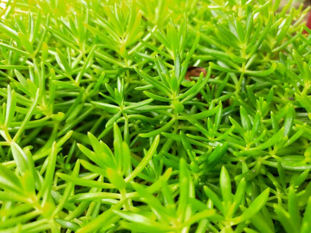 Crassula helmsii