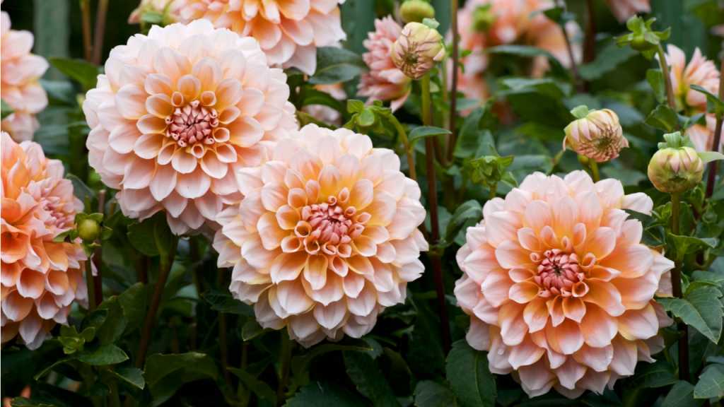 Dahlien