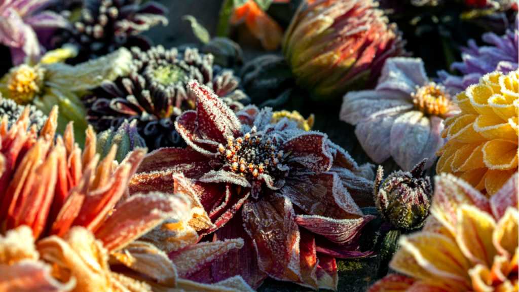 Bunte Dahlienblüten mit Raureif