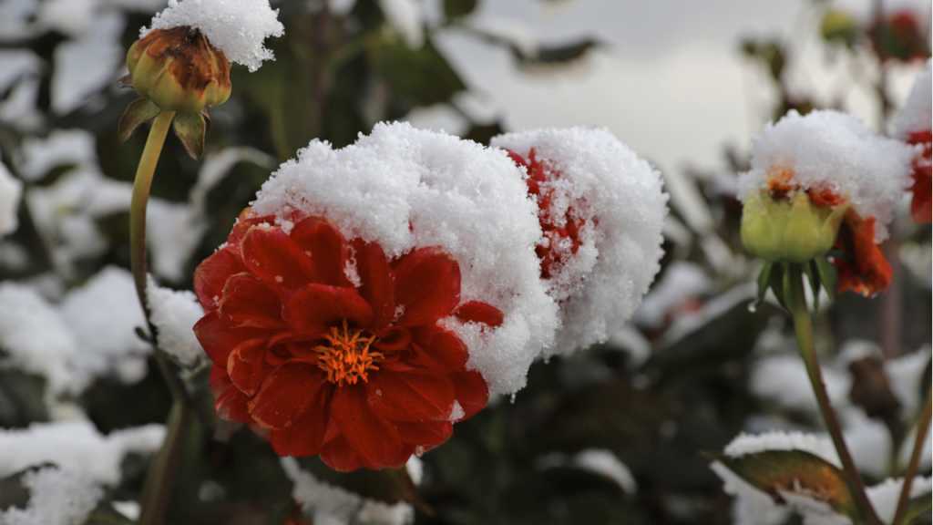 Rote Dahlienblüten unter Schnee