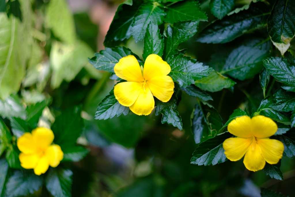 Damiana