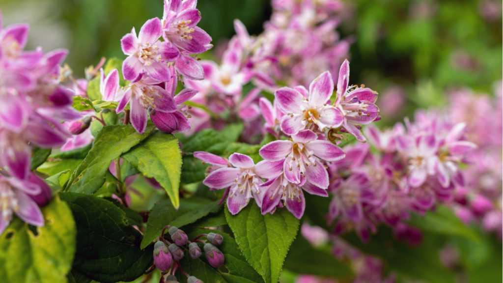 Maiblumenstrauch im Freien.