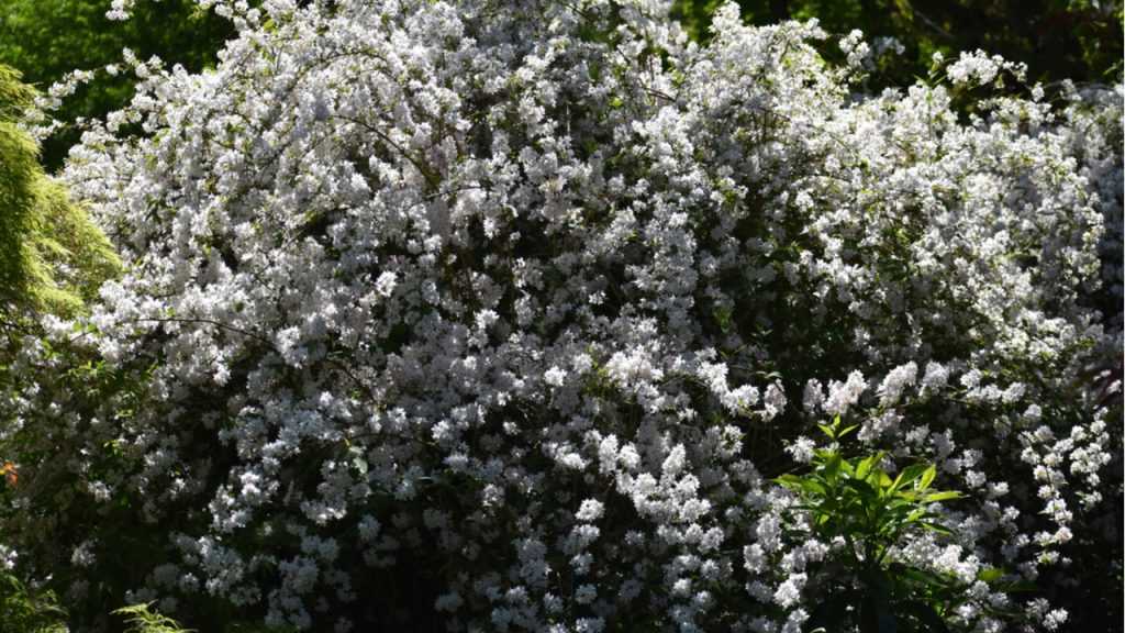 Maiblumenstrauch im Freien.