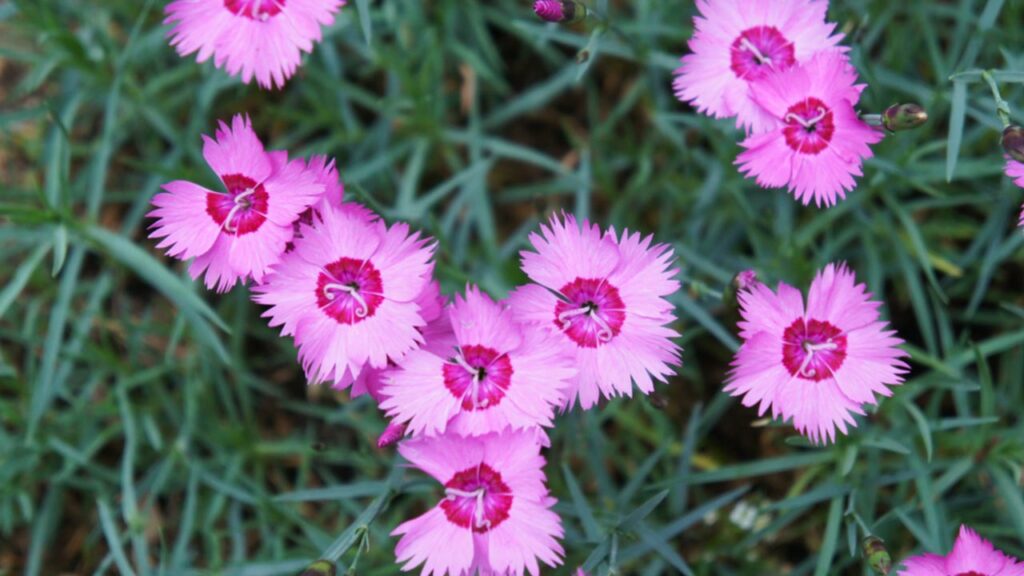 Federnelke (Dianthus plumarius)
