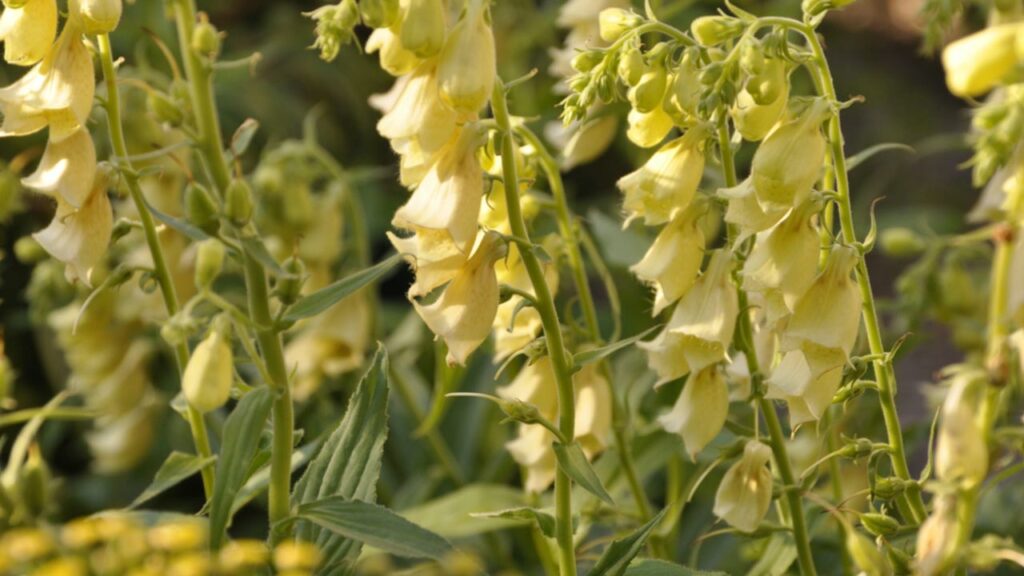 Gelblühender Fingerhut (Digitalis lutea)